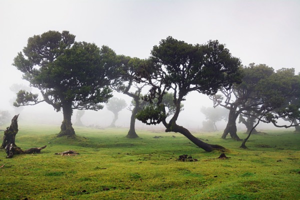 Nebel sorgt für eine mystische Atmosphäre im Bild.
