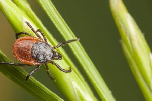 Wie gefährlich sind Zecken? Eine Zecke auf einem Grashalm