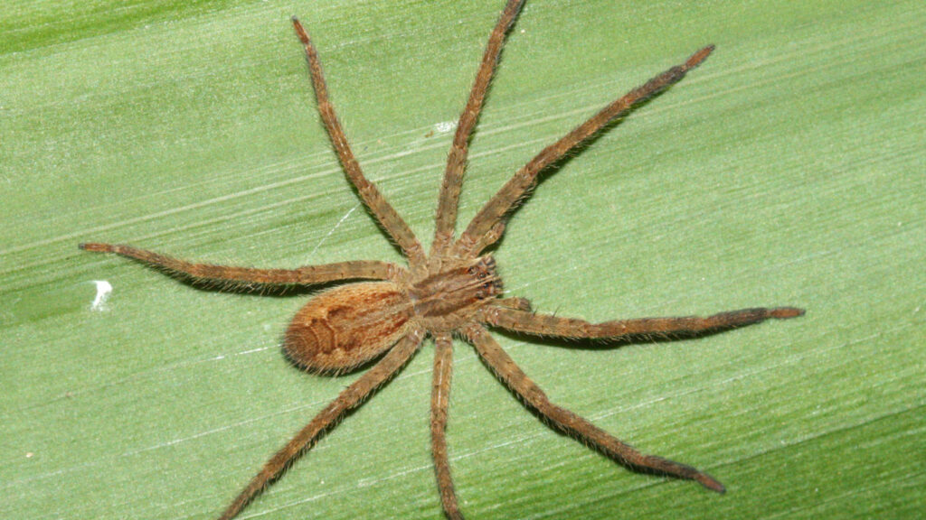 Jagdspinne