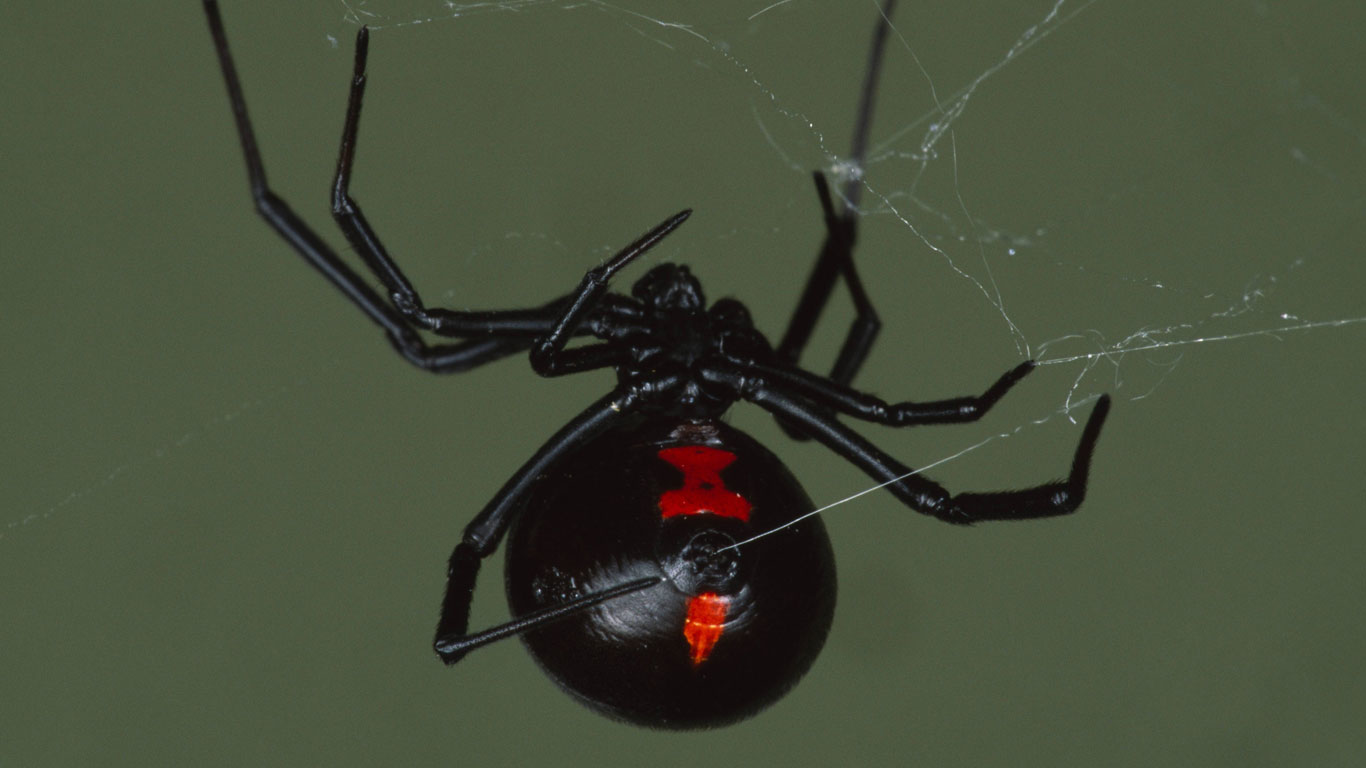 Schwarze Witwe