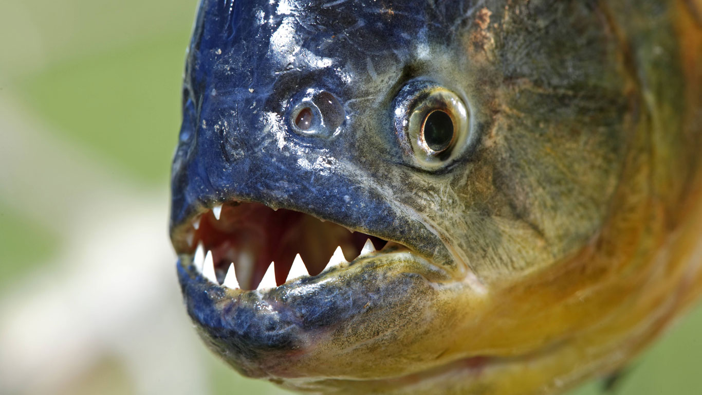 Piranha