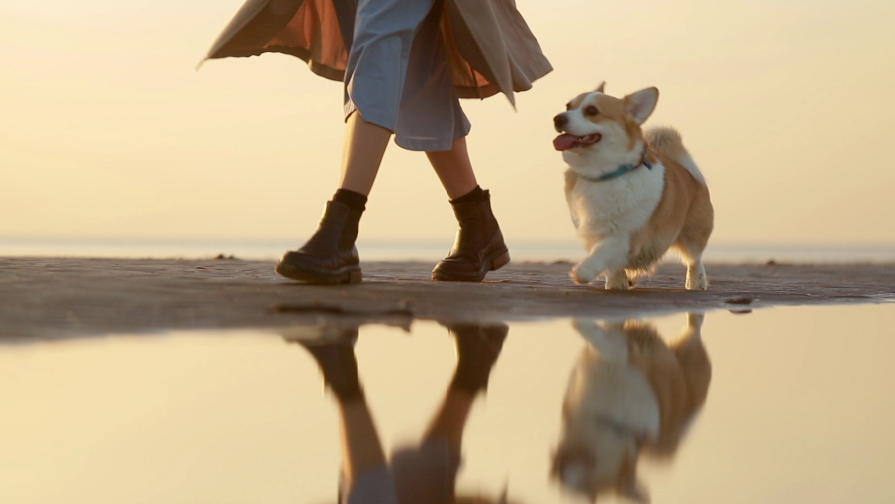 Haustiere halten fit: Hunde, Katzen und andere Haustiere halten fit und gesund