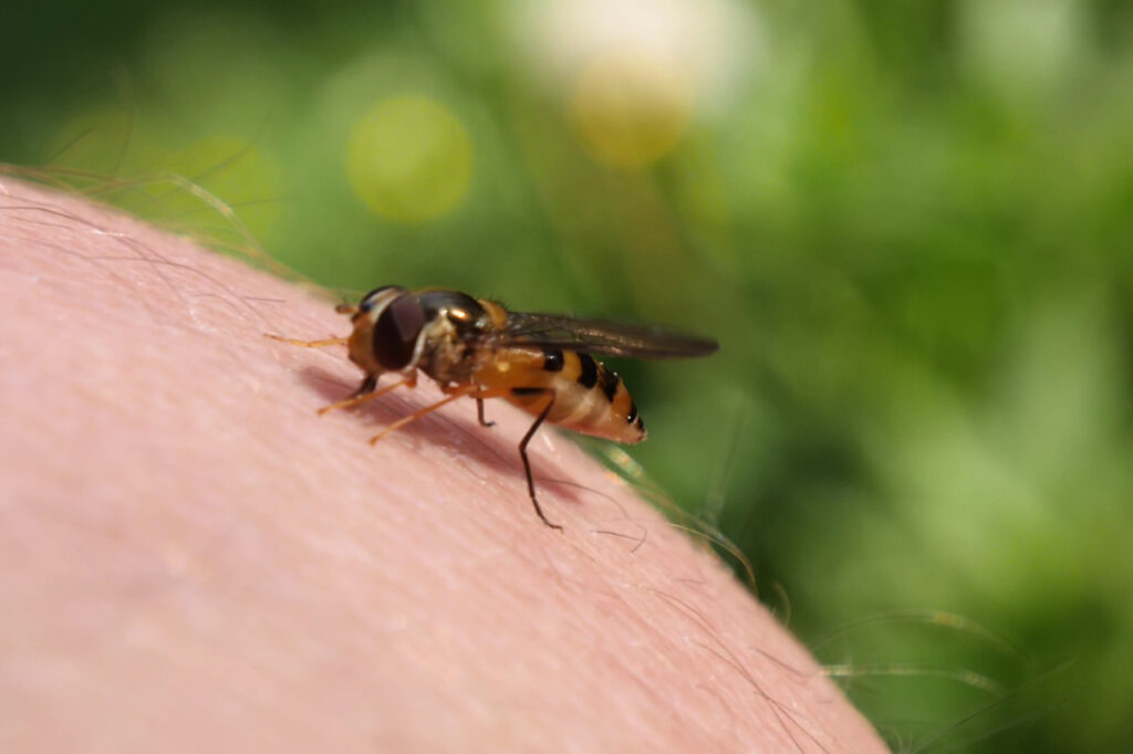 Der Klimawandel bringt tropische Krankheiten nach Deutschland: Eine Mücke als Virenüberträger