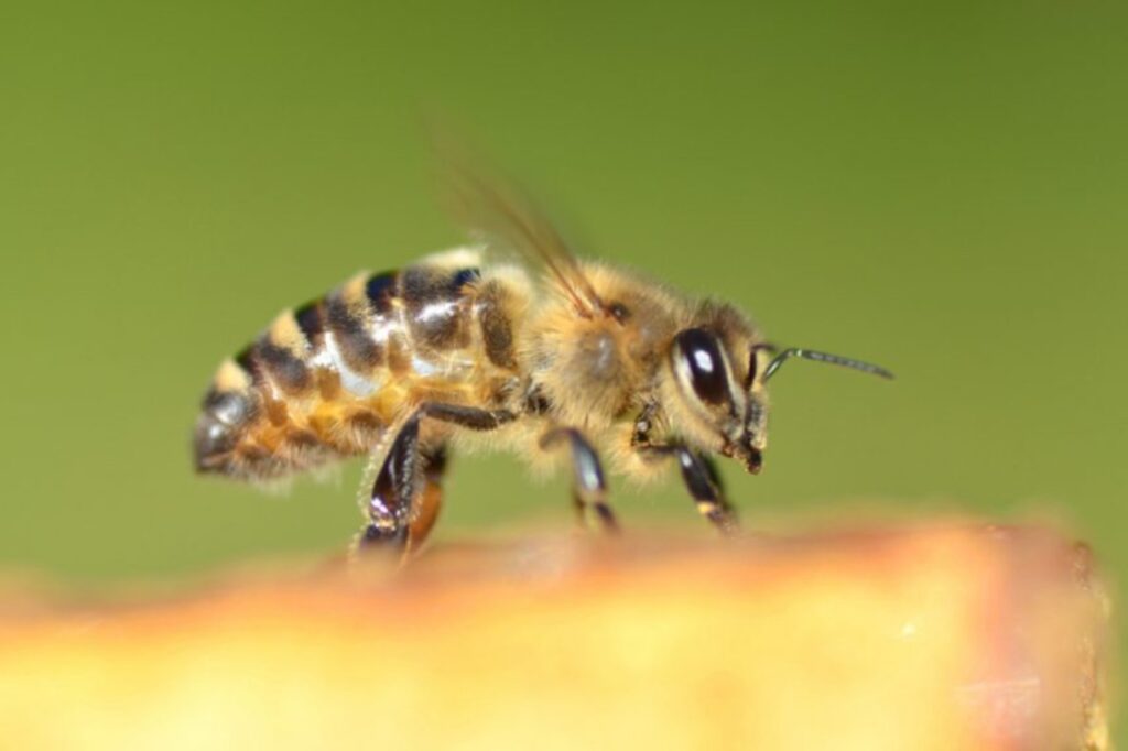 Bienen und ihre Intelligenz: Was die schlauen Tiere alles können