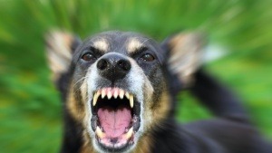 Schon in zehn Jahren soll weltweit kein Mensch mehr an den Folgen einer Tollwutinfektion sterben. Daniela Schrudde, Tierärztin und Leiterin für Tierschutzarbeit bei der Welttierschutzgesellschaft, erläutert die nötigen Maßnahmen.
