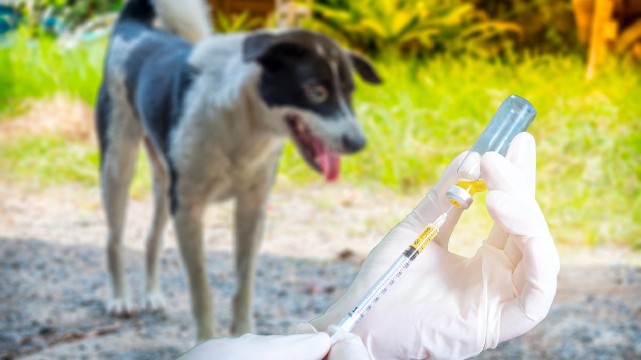 Eine Tollwutimpfung bei Hunden kann Menschenleben retten