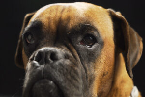 Hunde weinen vor Freude