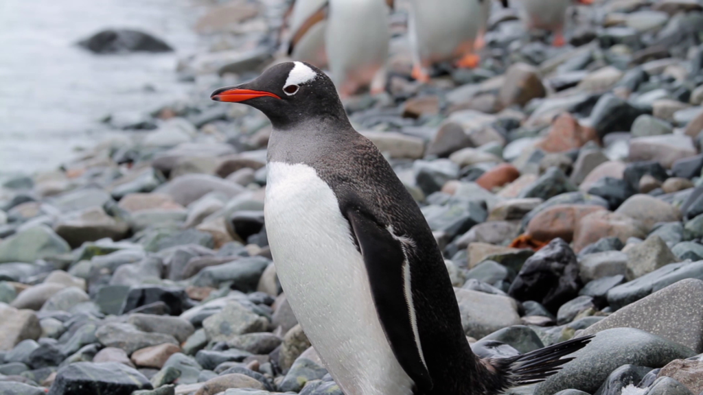 Klimawandel verlangsamt die Evolution Pinguine vom Aussterben bedroht