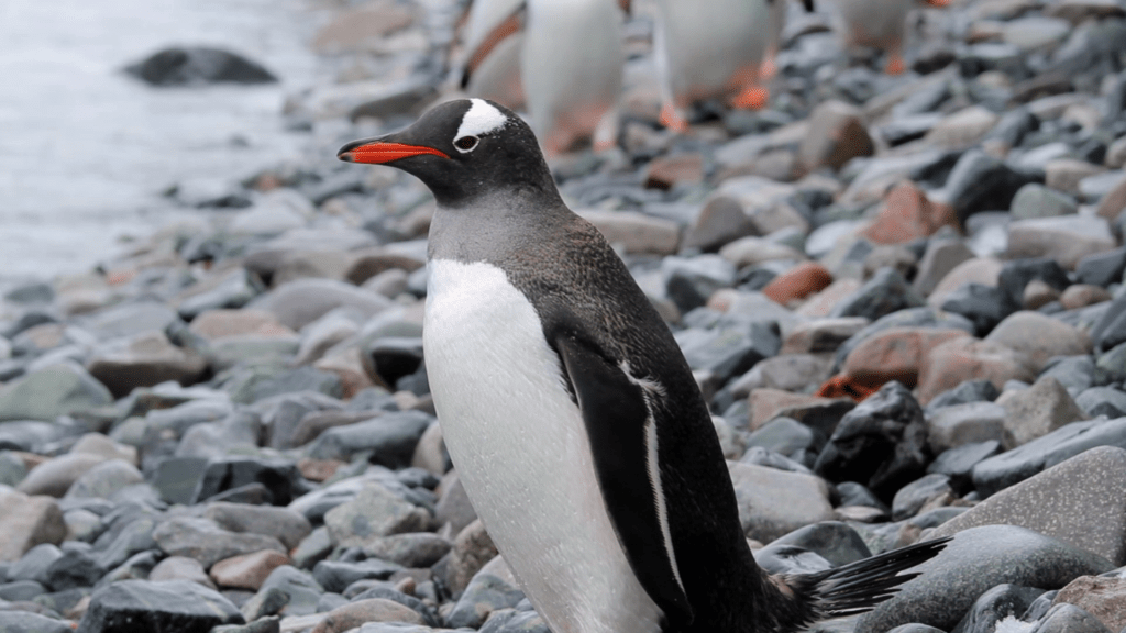 Klimawandel verlangsamt die Evolution Pinguine vom Aussterben bedroht