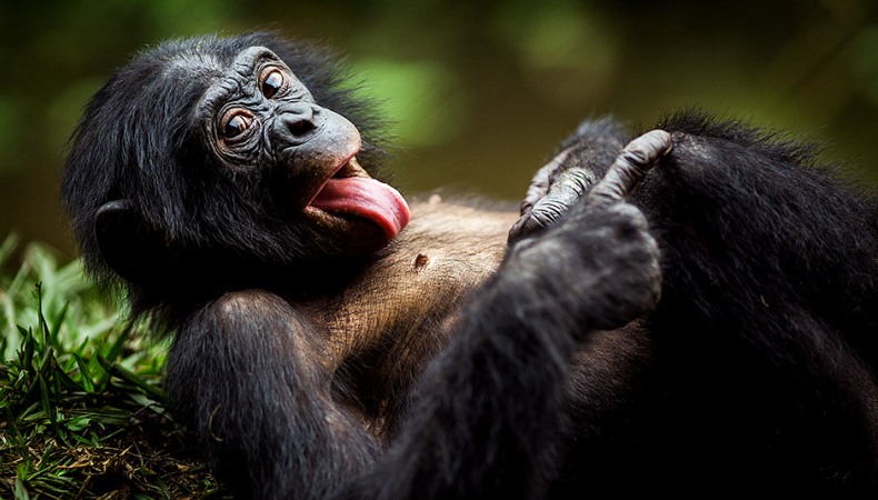 Willkommen bei den Bonobos