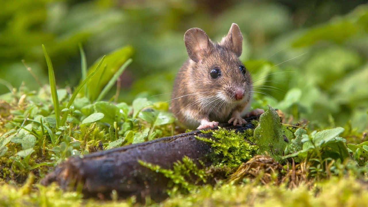 Da beißt die Maus keinen Faden ab