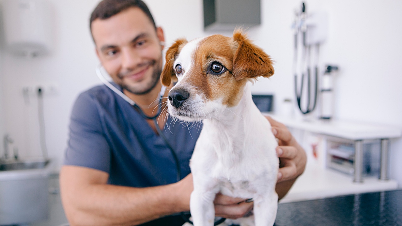 Können sich Haustiere generell infizieren und erkranken?