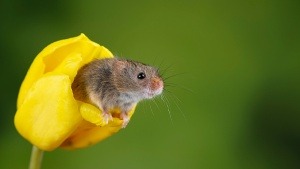 Typische Eintagsfliege: Das sind die Tiere mit der kürzesten Lebenserwartung