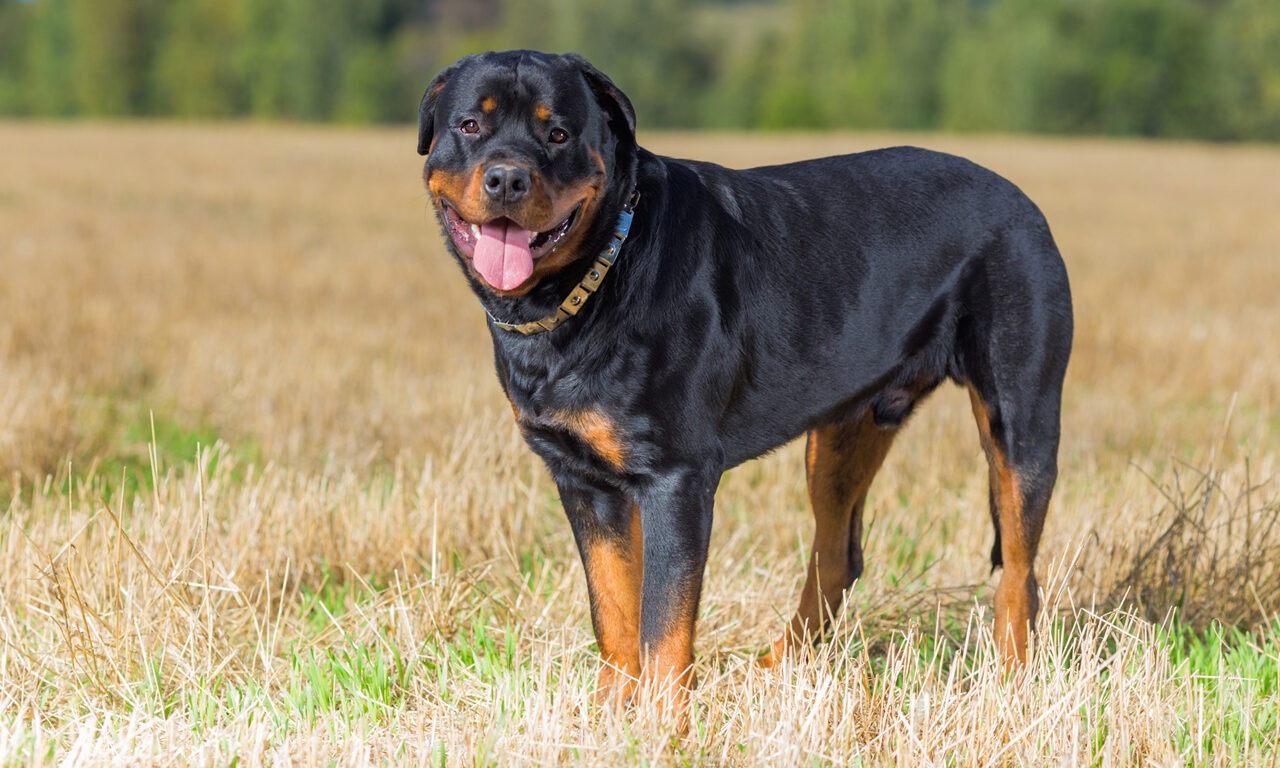 Rottweiler