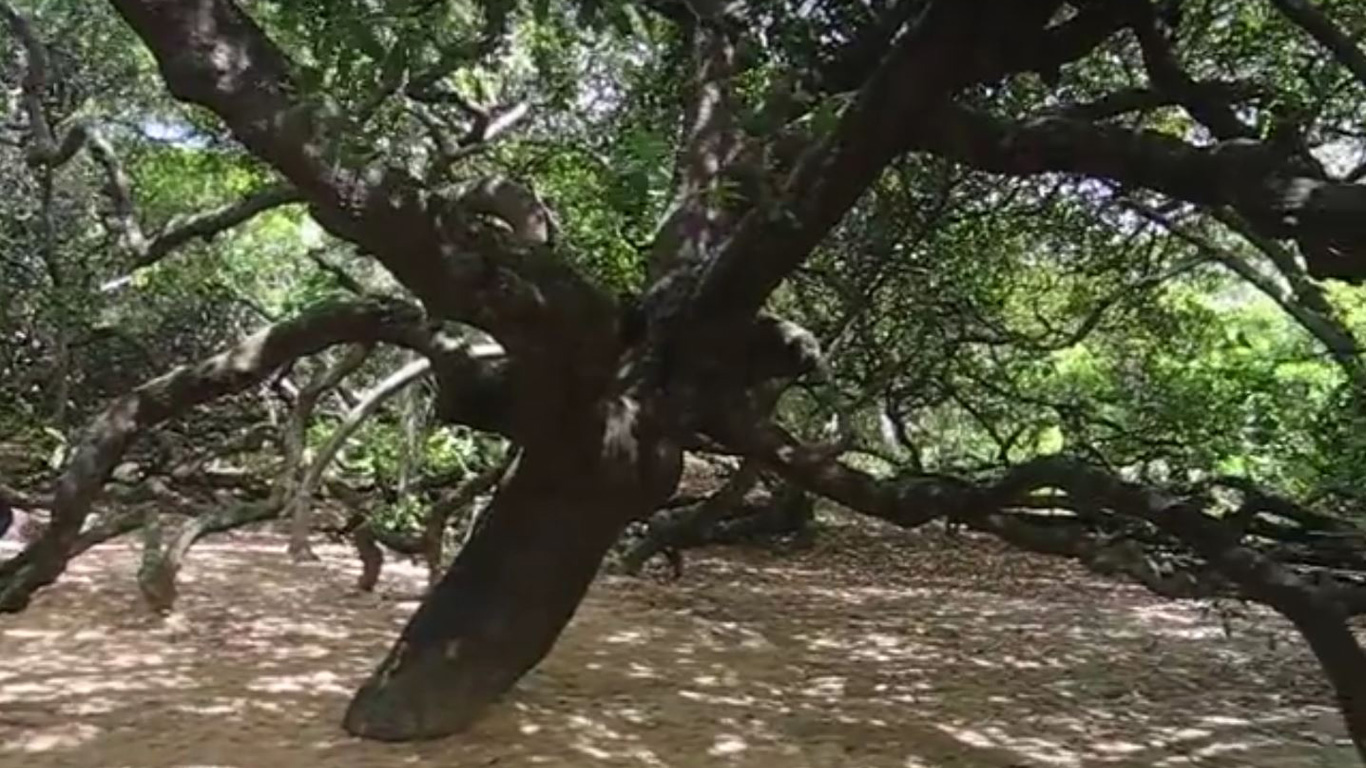 Ein Baum wie ein Wald