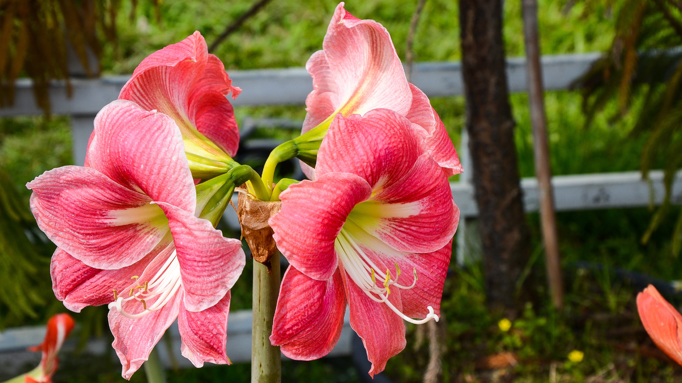 Amaryllis