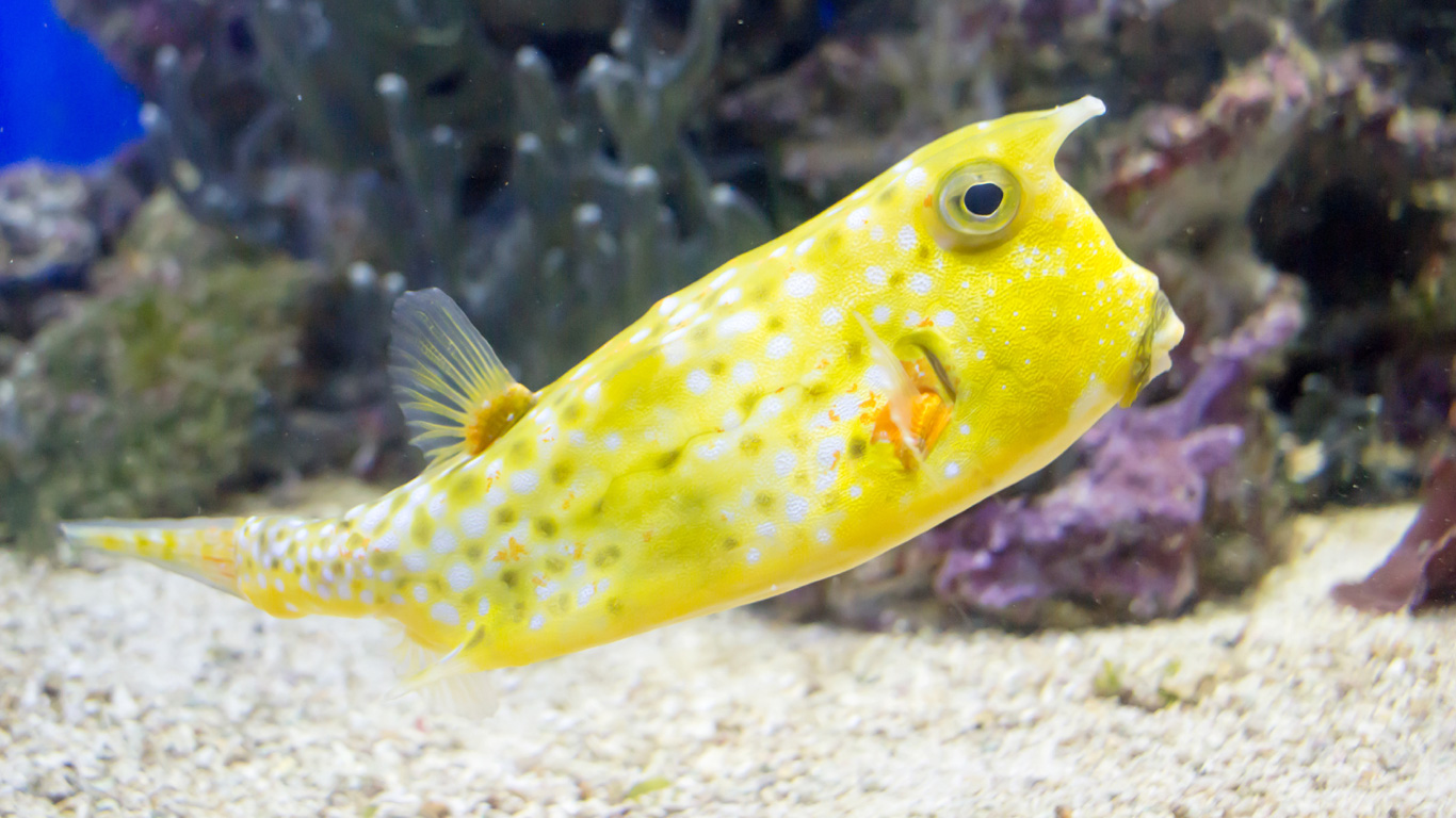 Der Kofferfisch