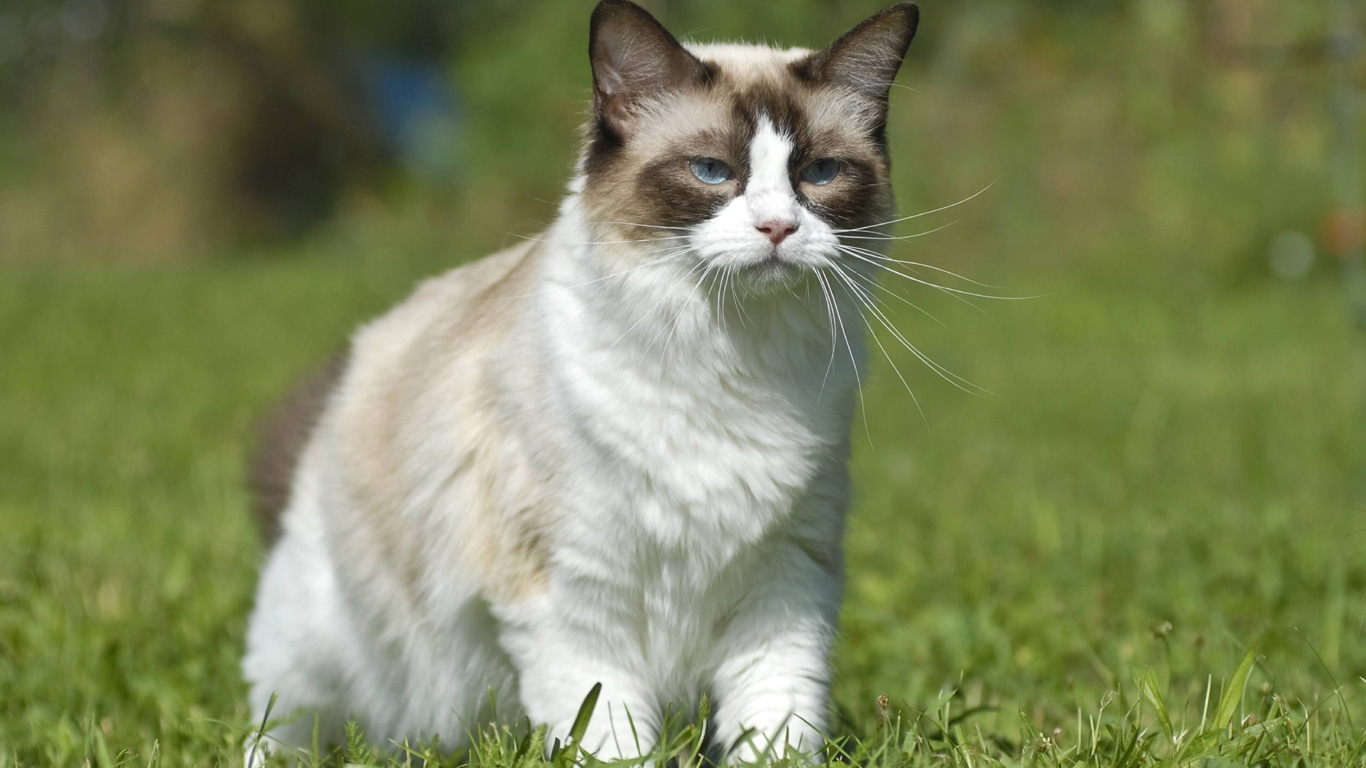 Ragdoll