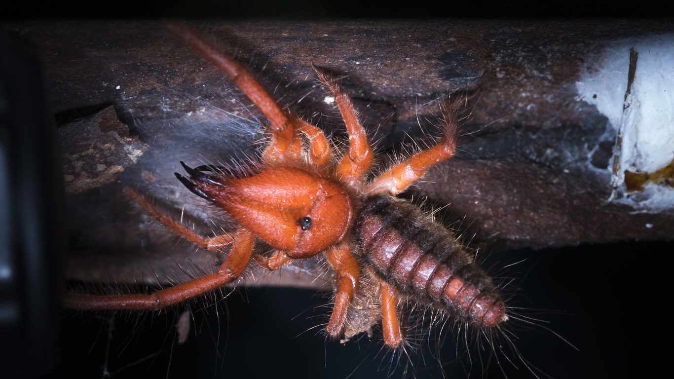 Mehr Skorpion als Spinne