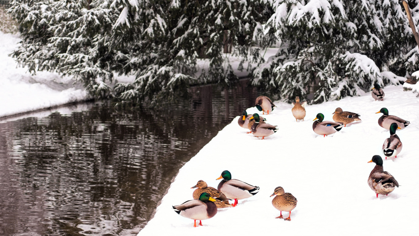 Die Ente