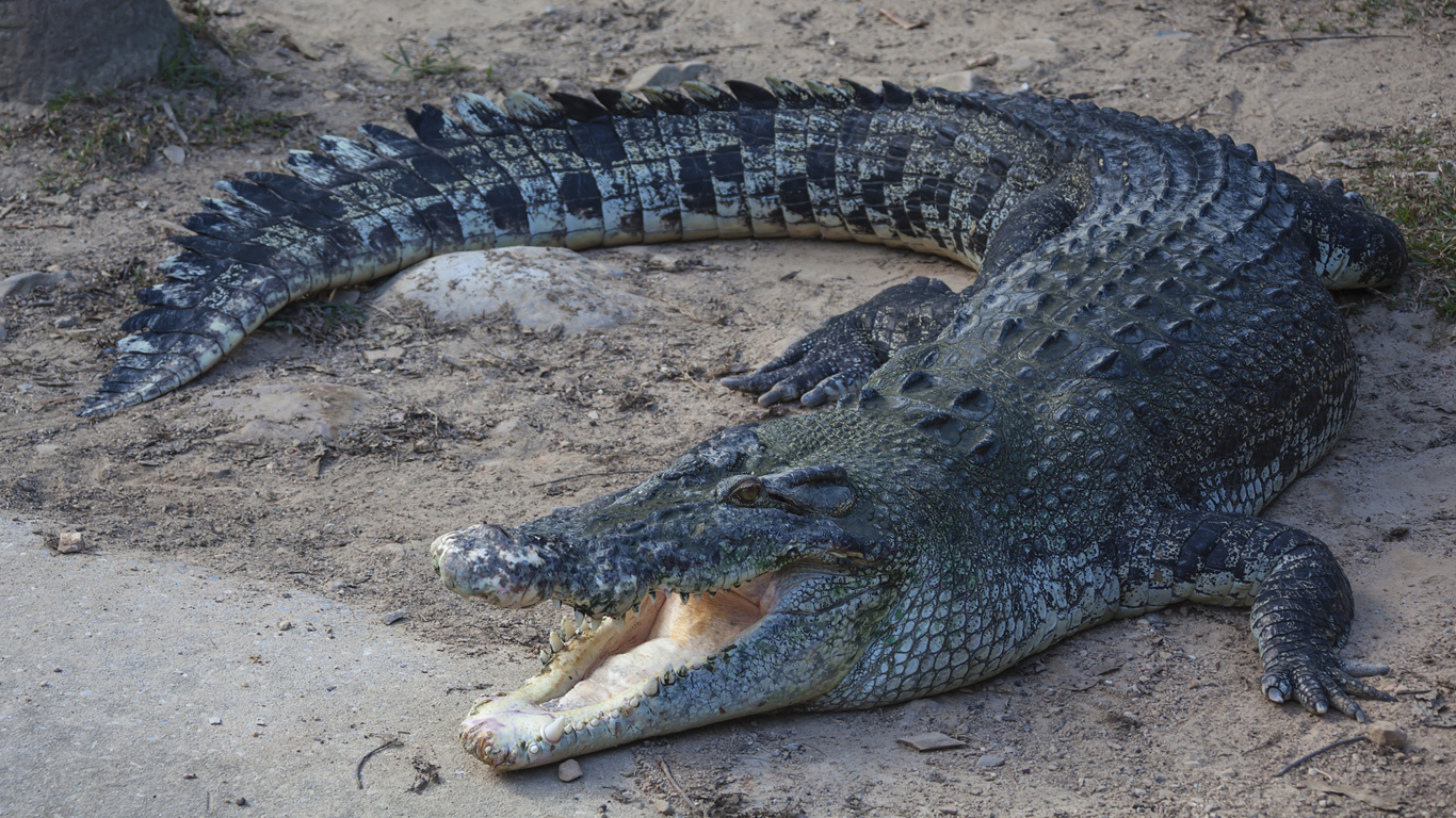 Krokodile