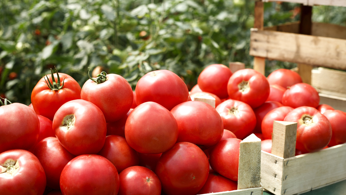 1 Kilo Tomaten – 184 Liter Wasser