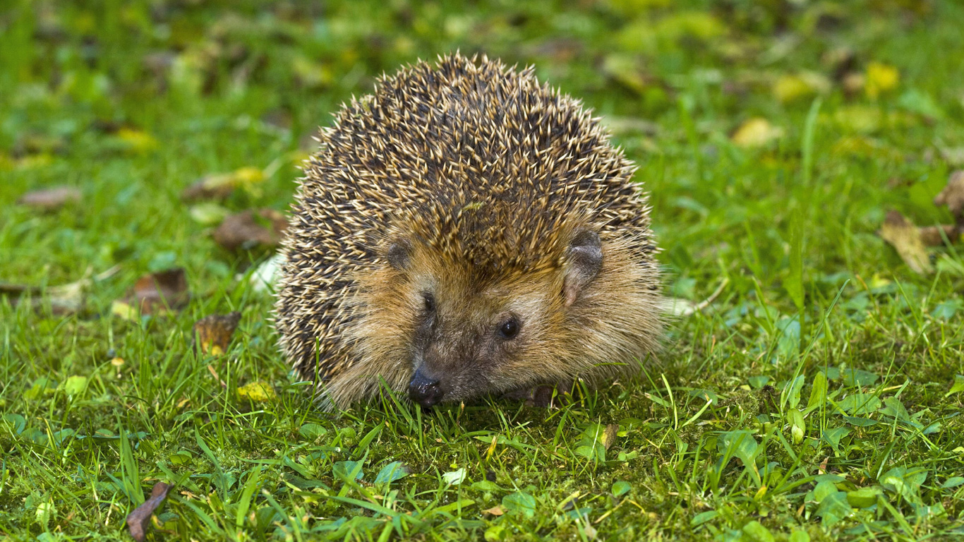 Igel