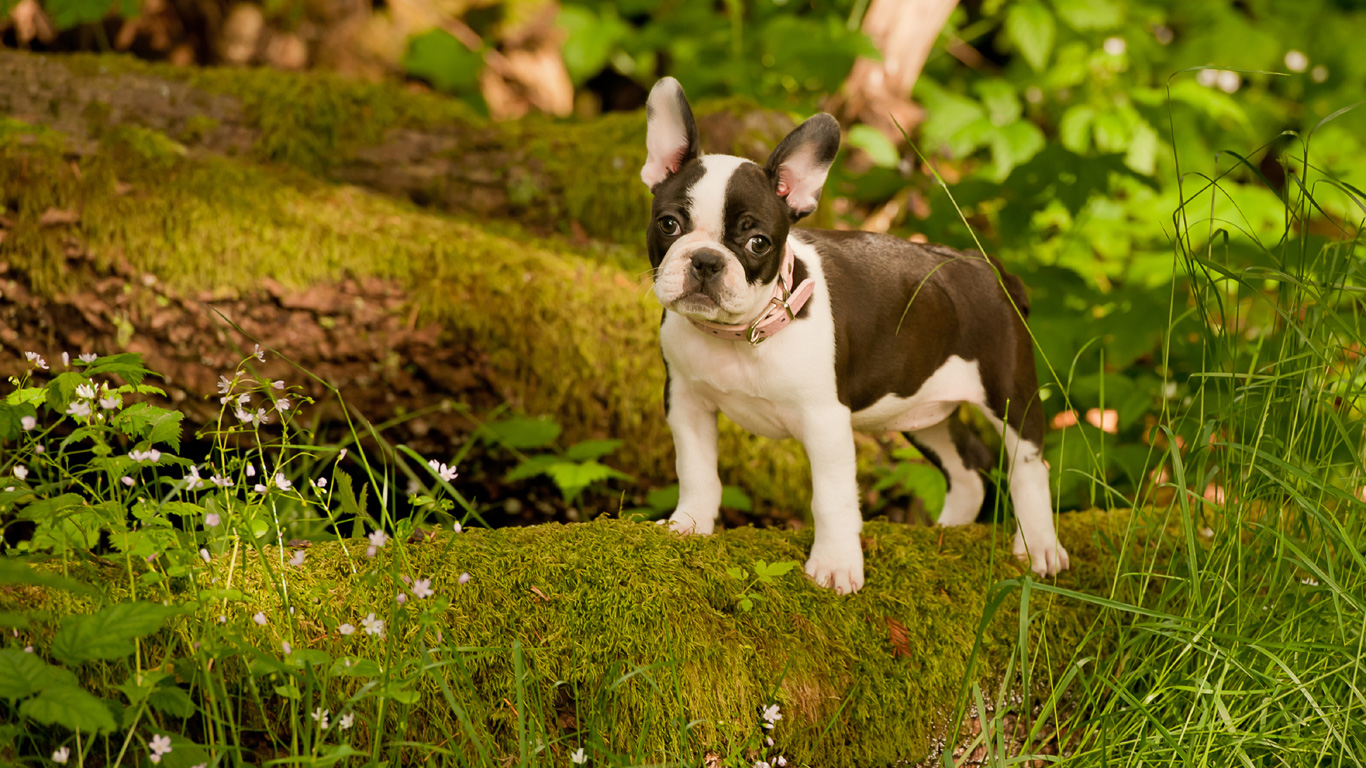 Französische Bulldogge