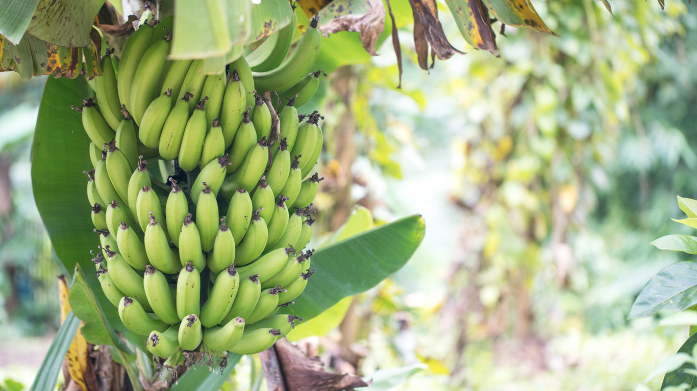 1 Kilo Bananen – 859 Liter Wasser