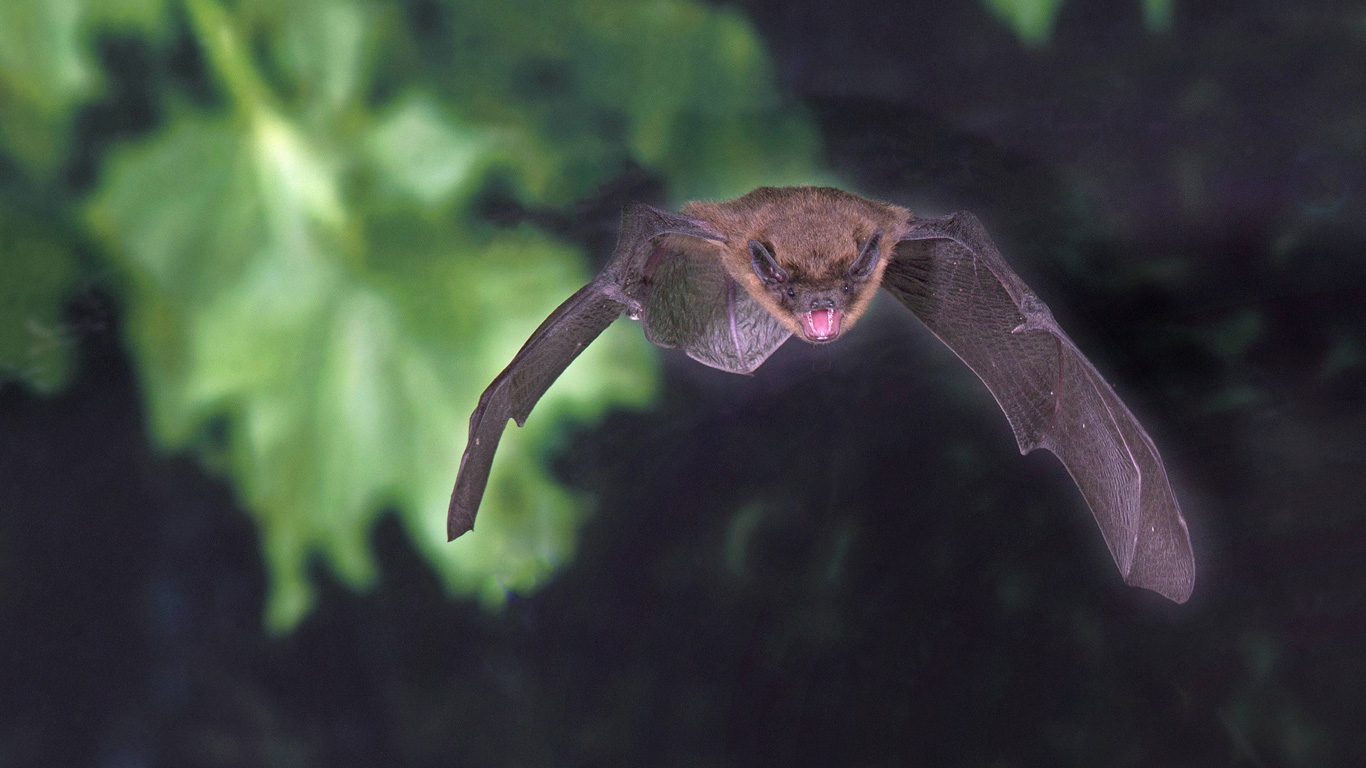 Fledermaus