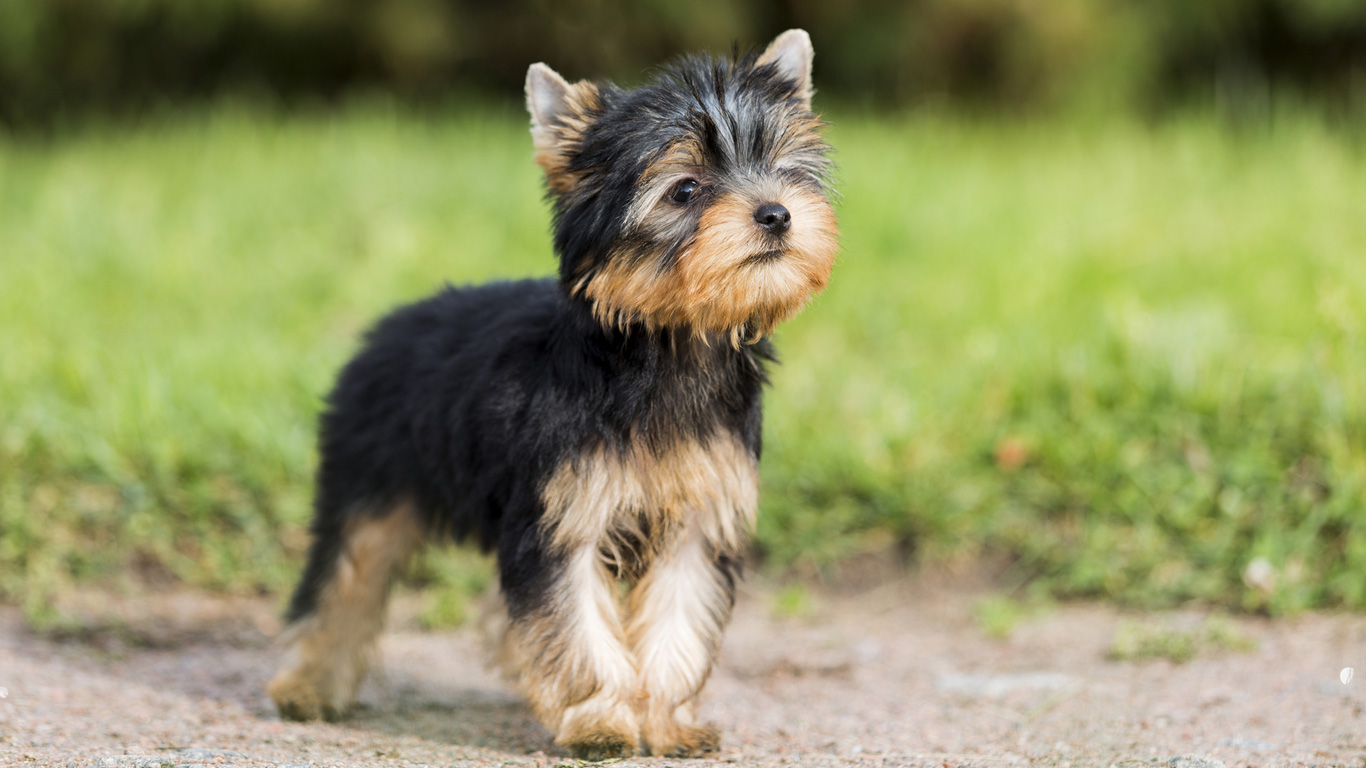 Yorkshire Terrier