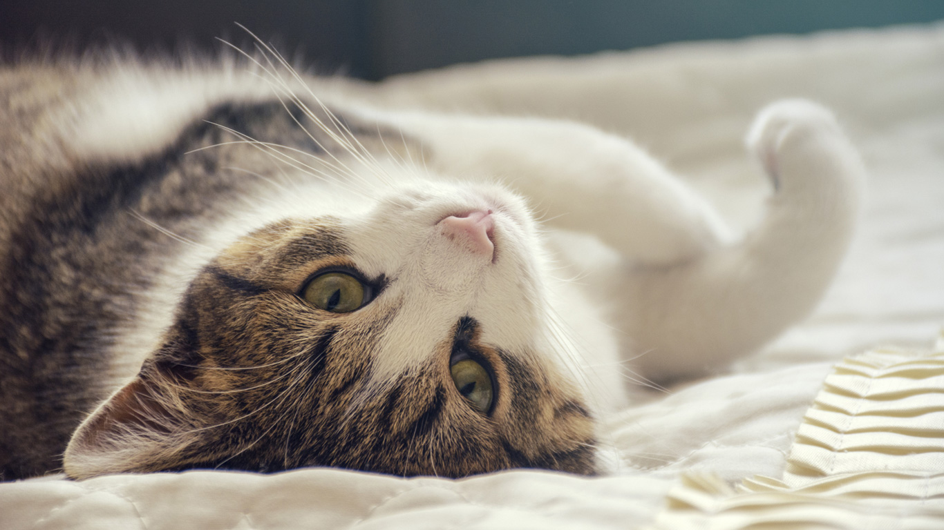 Hauskatze