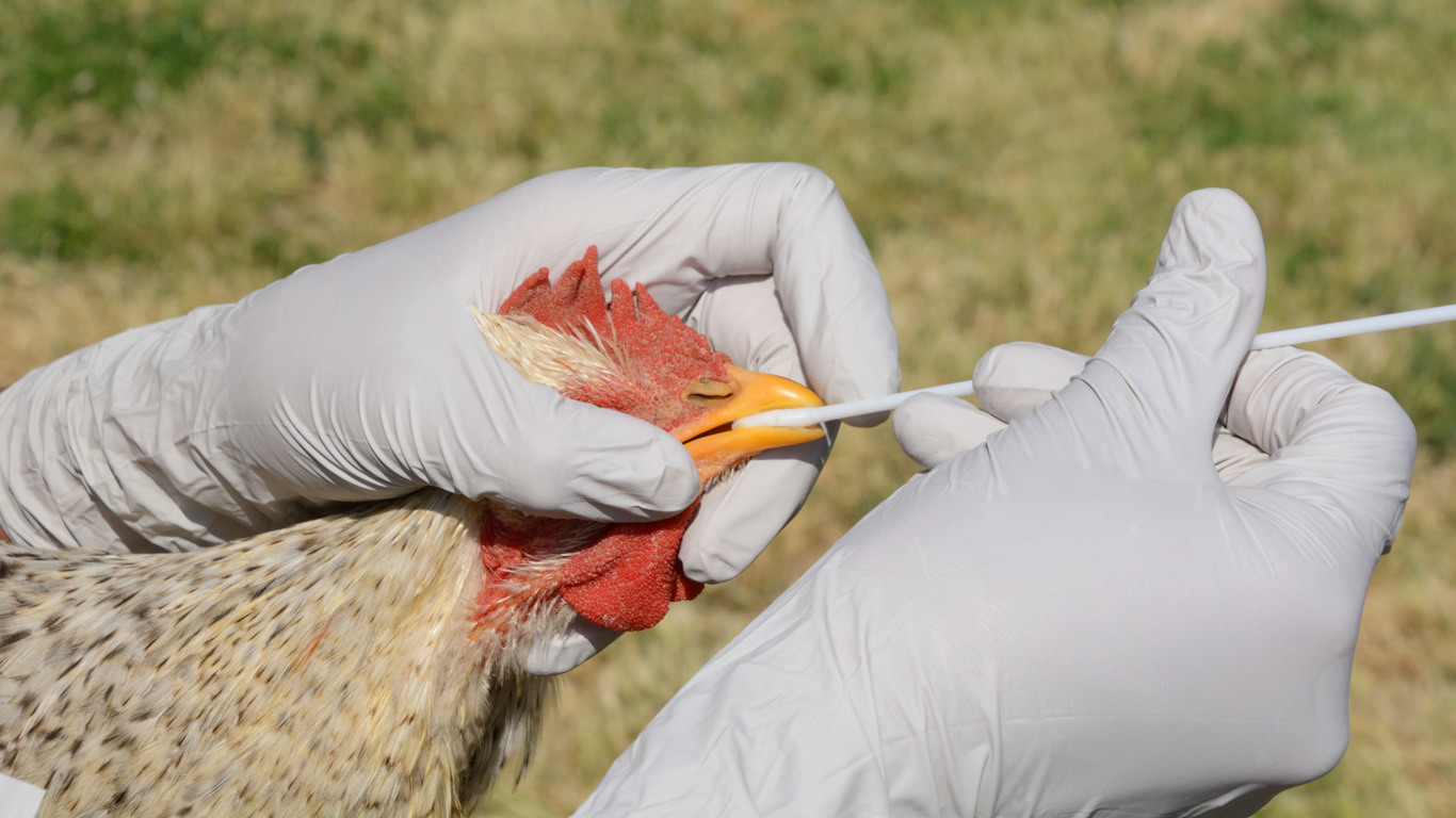 Vogelgrippe: Gefährliches Federvieh