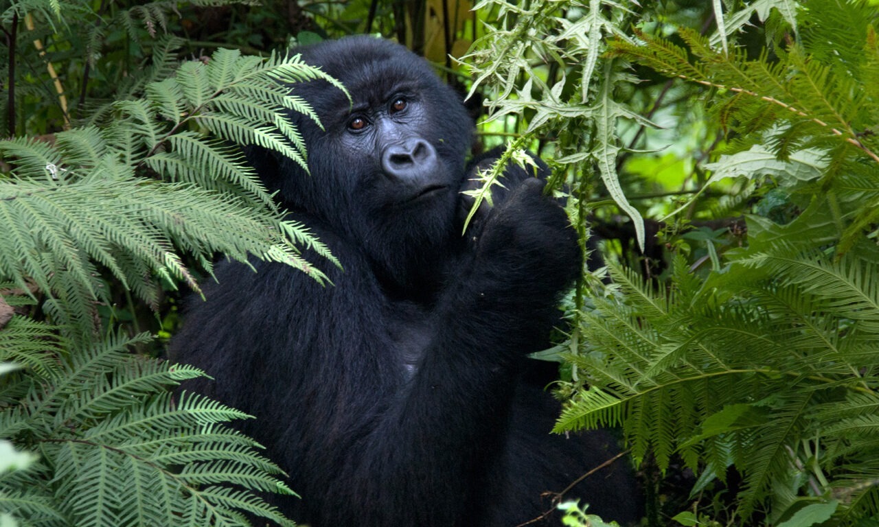 Tierische Kommunikation