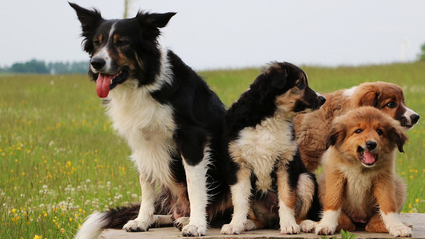 Welpe oder älterer Hund?