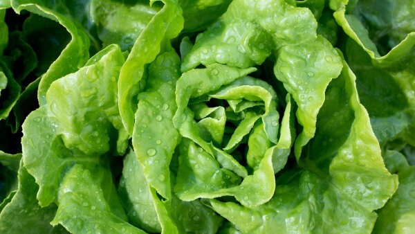 Wirkt Kopfsalat wie ein Schmerzmittel?