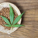 Cannabis: eine Erfolgsgeschichte der Natur