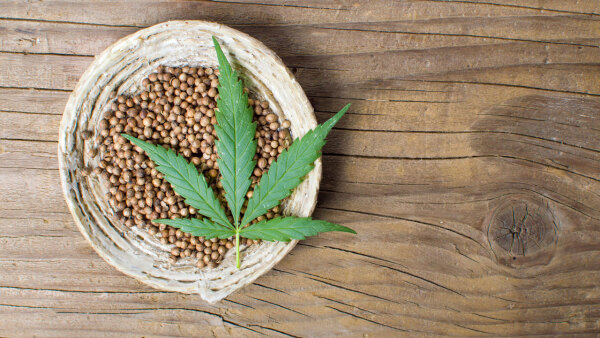 Cannabis: eine Erfolgsgeschichte der Natur