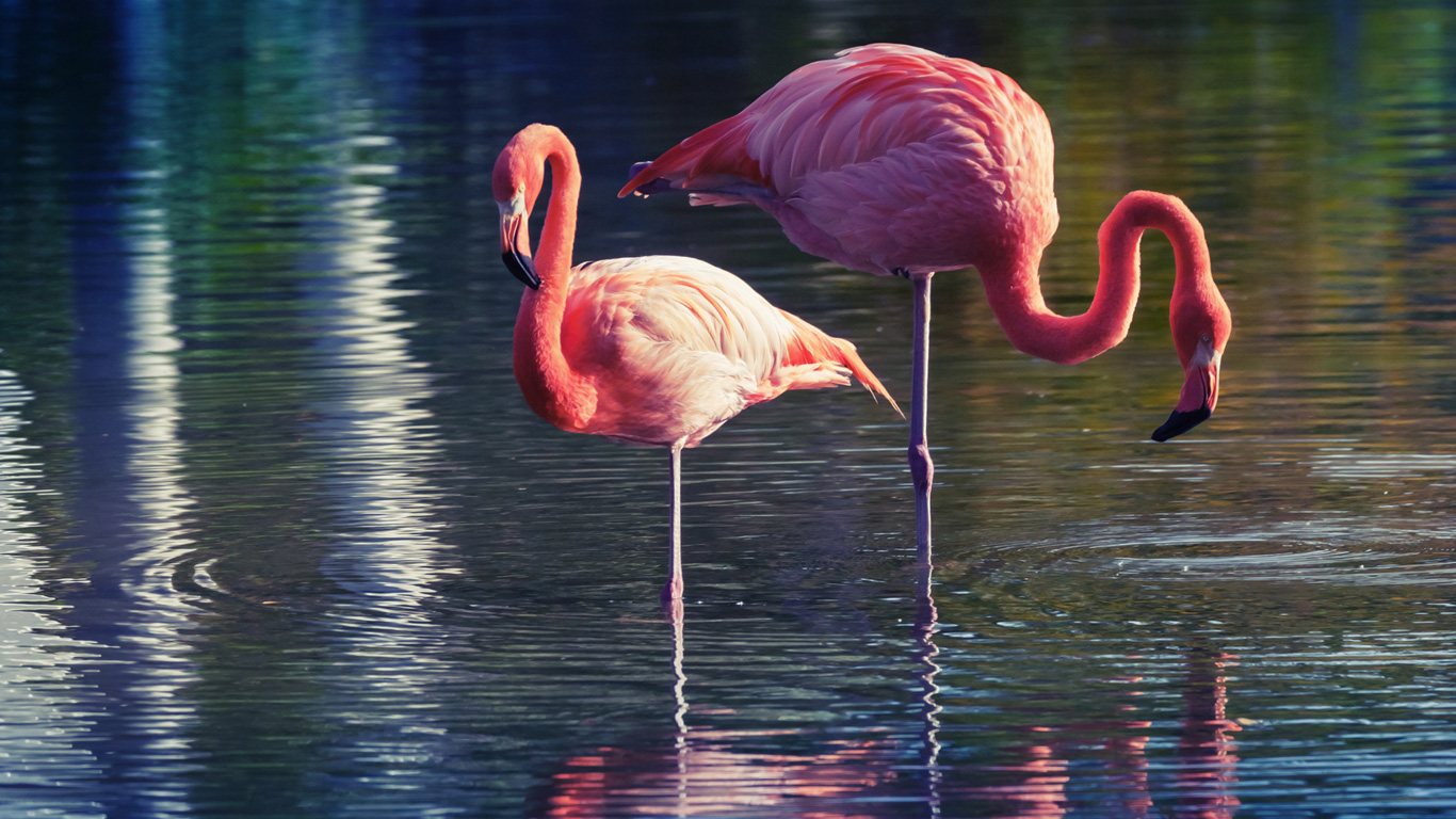 Warum stehen Flamingos auf einem Bein?