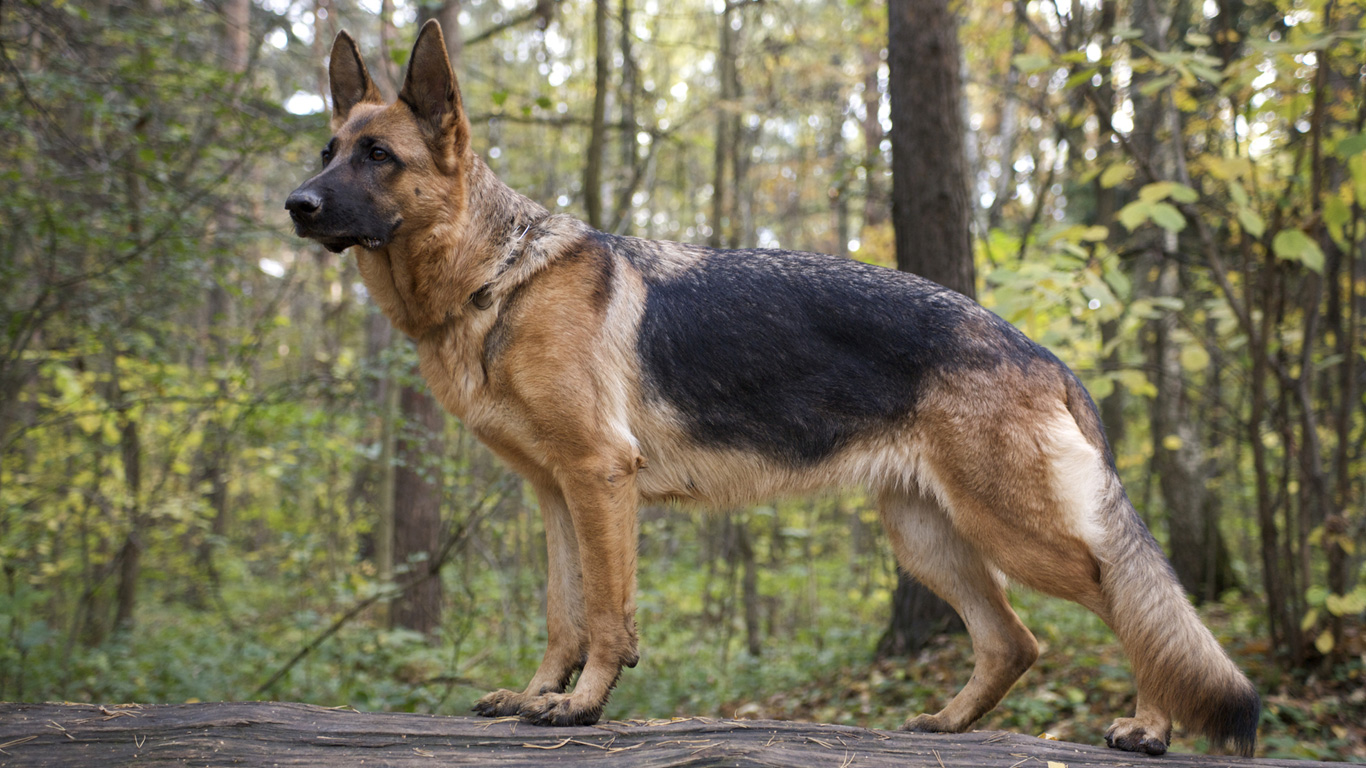 Deutscher Schäferhund