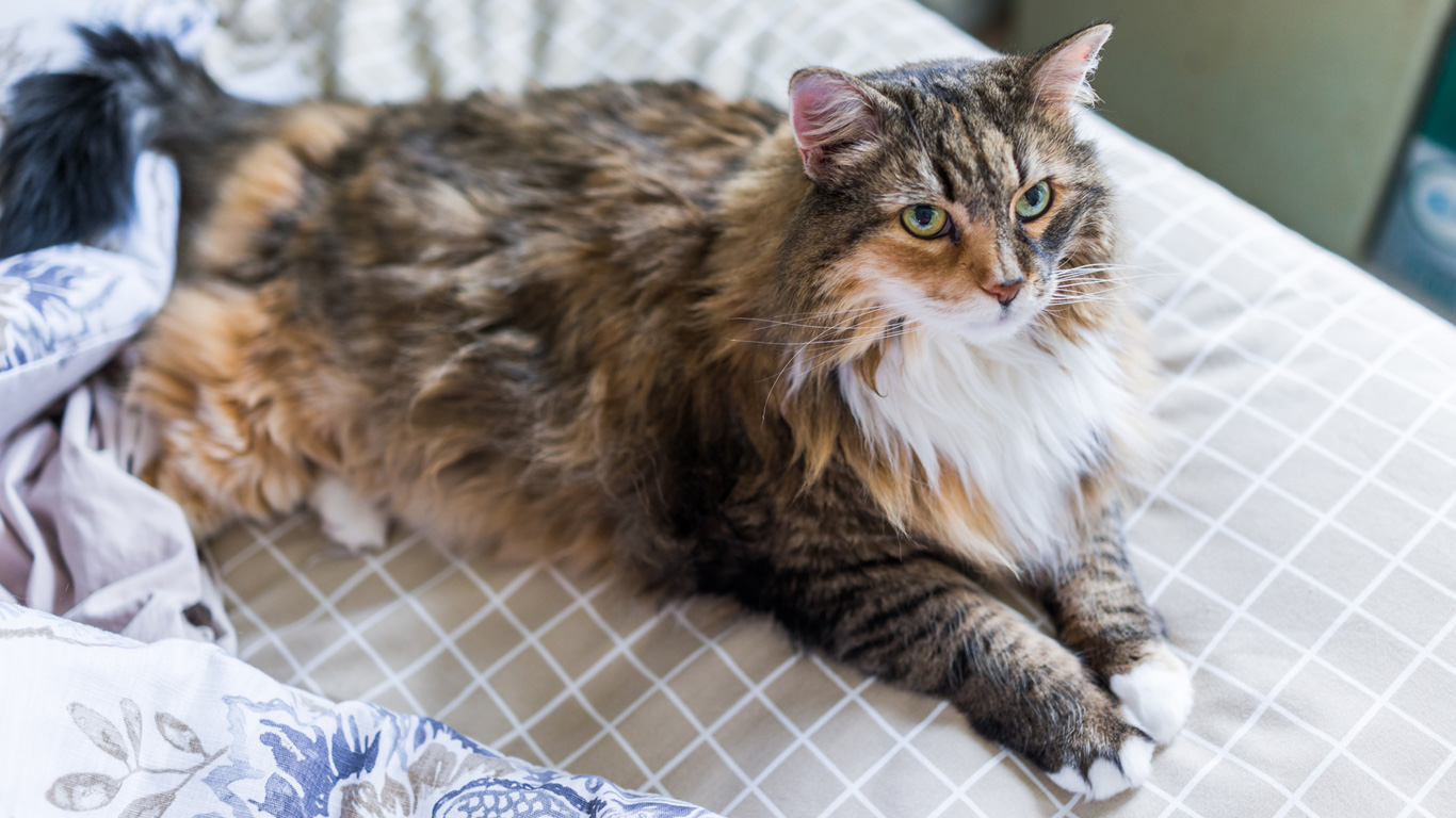 Maine Coon