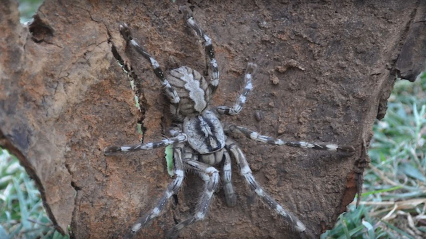 Poecilotheria rajaei
