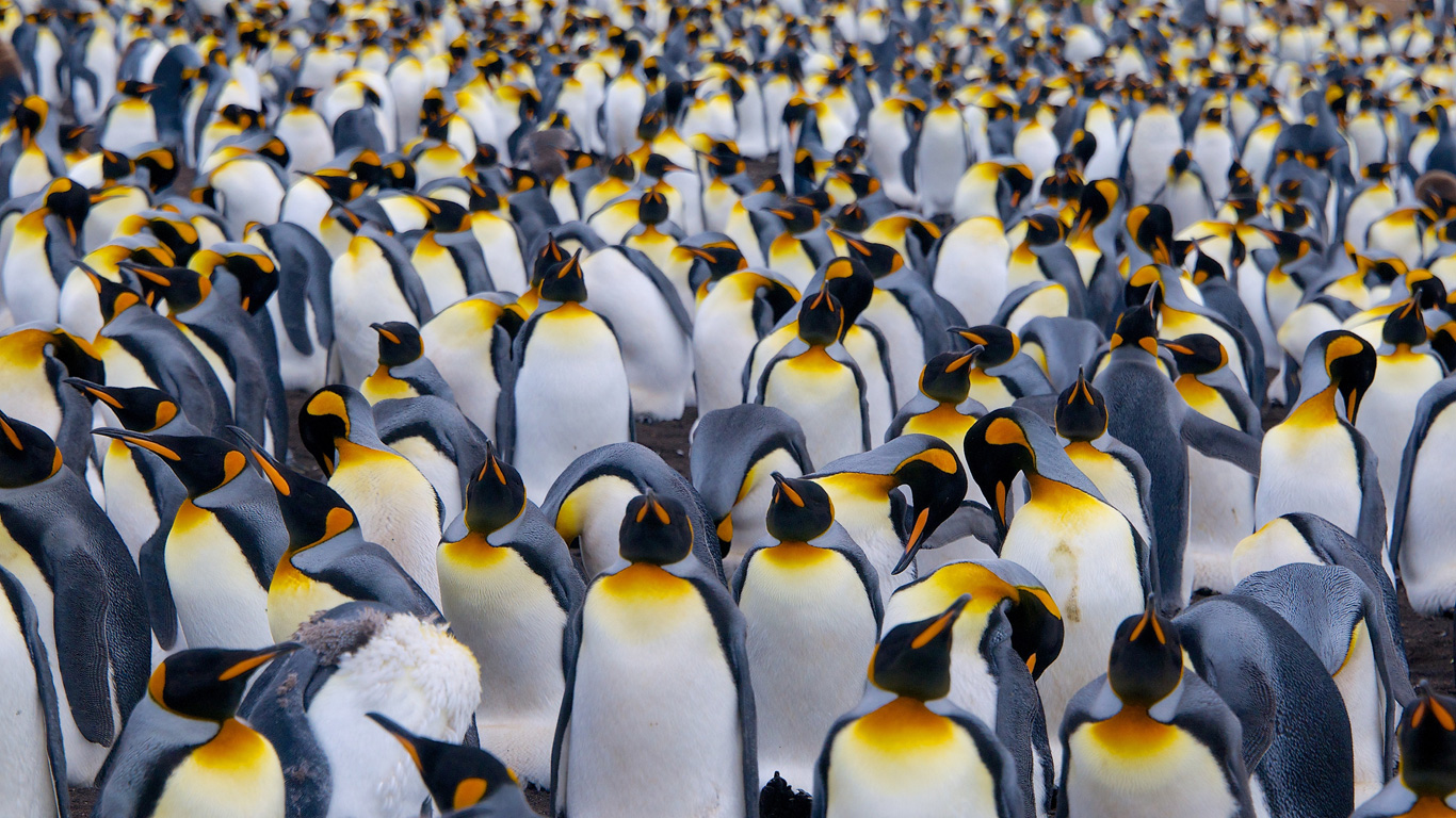 Der Kaiserpinguin