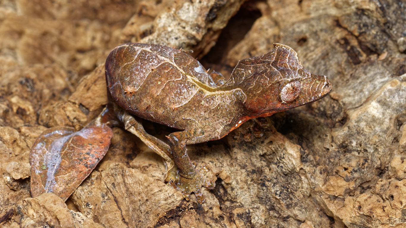 Gespenst-Plattschwanzgecko – für Entdecker