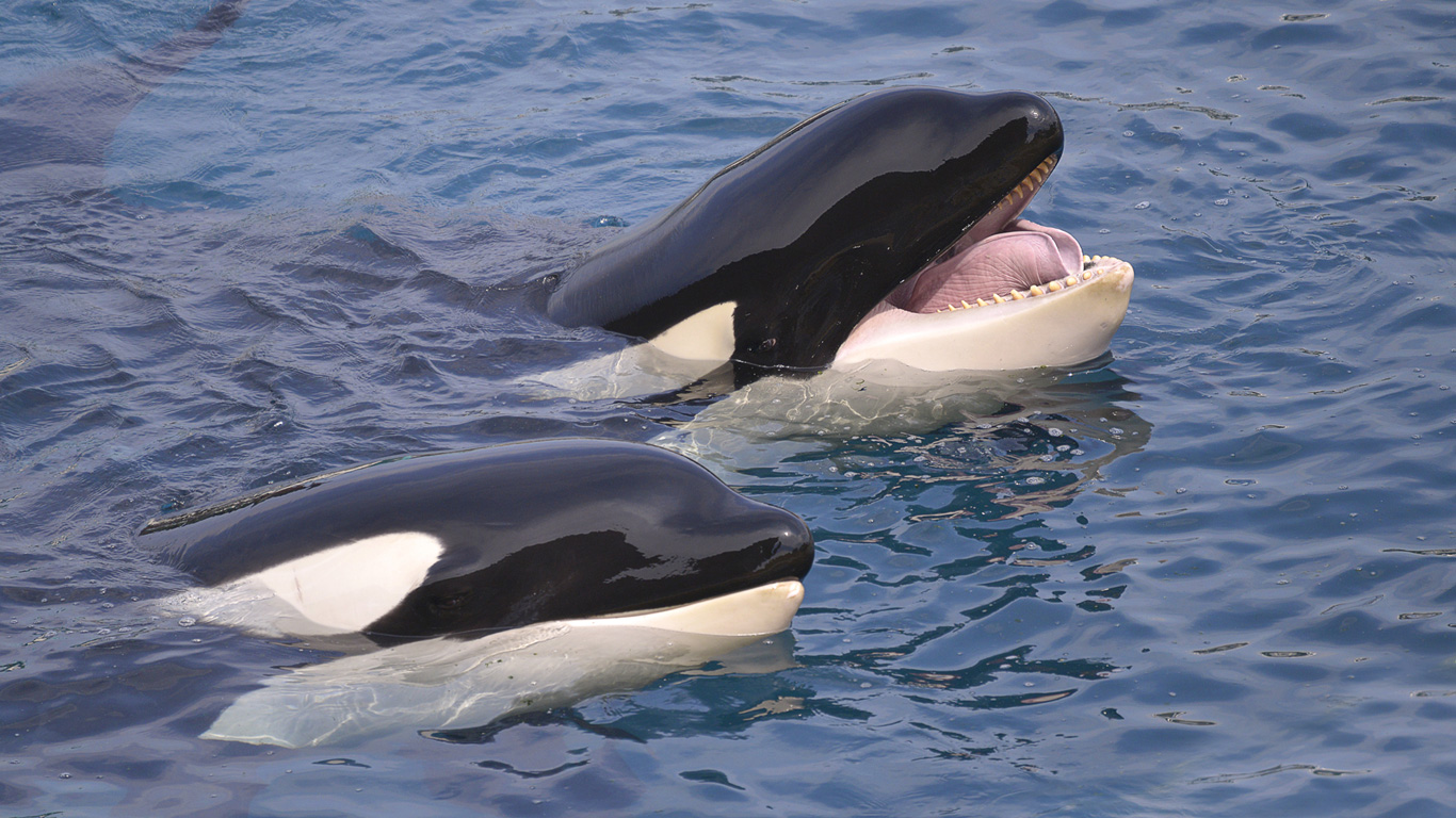 Schwertwale (Orcas)