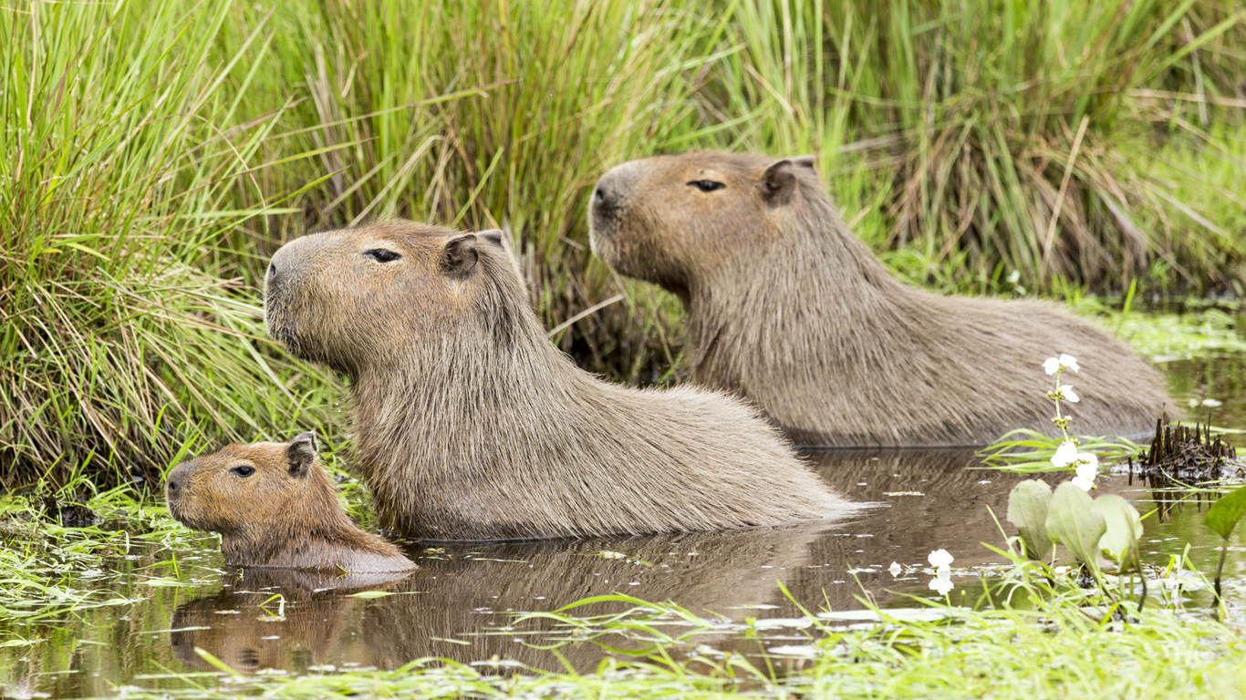 Die größten Nagetiere der Welt