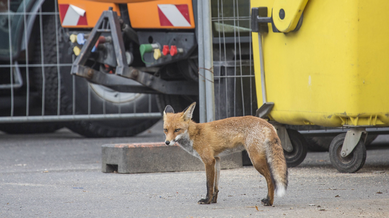 Fuchs