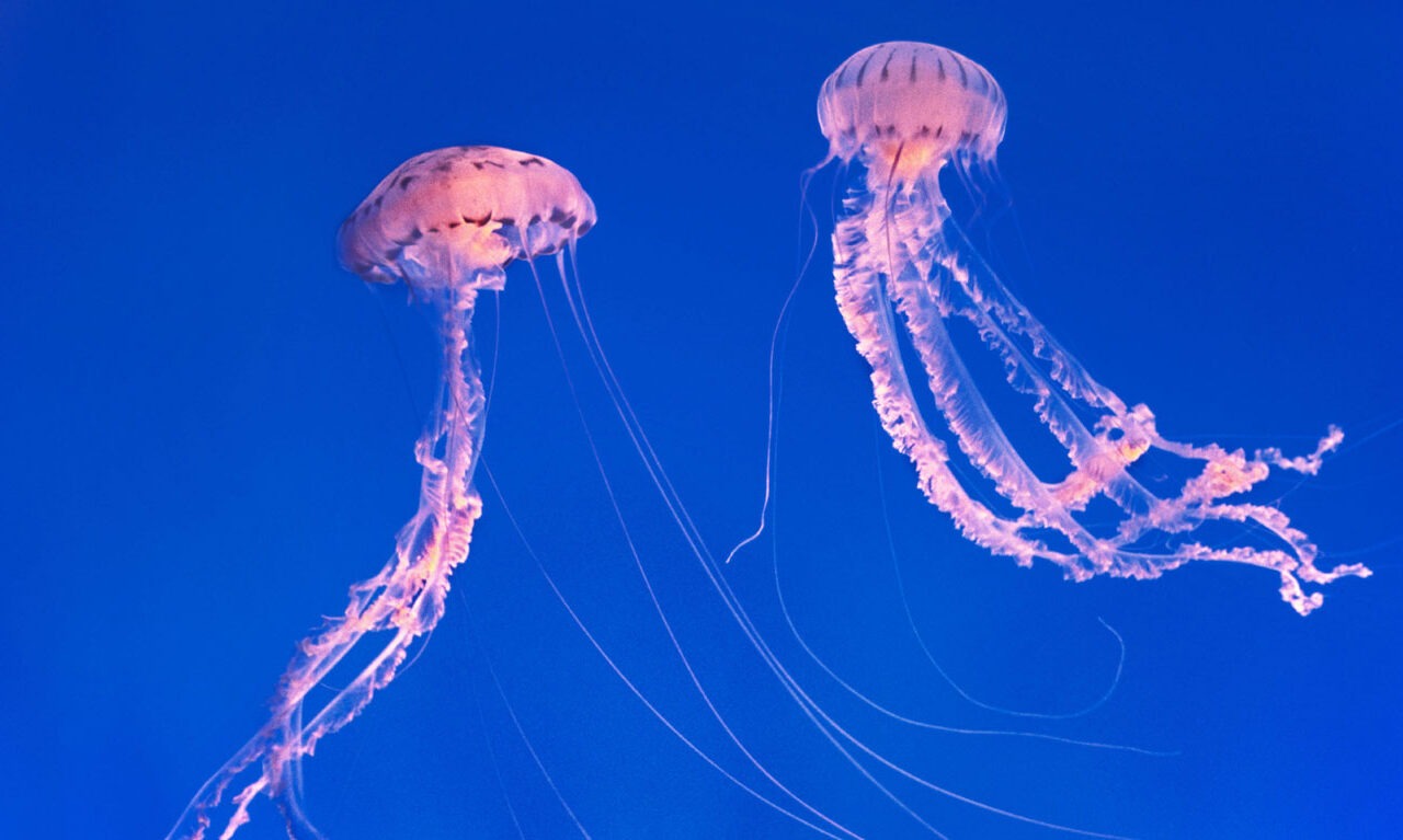 Wabbelige Medusen
