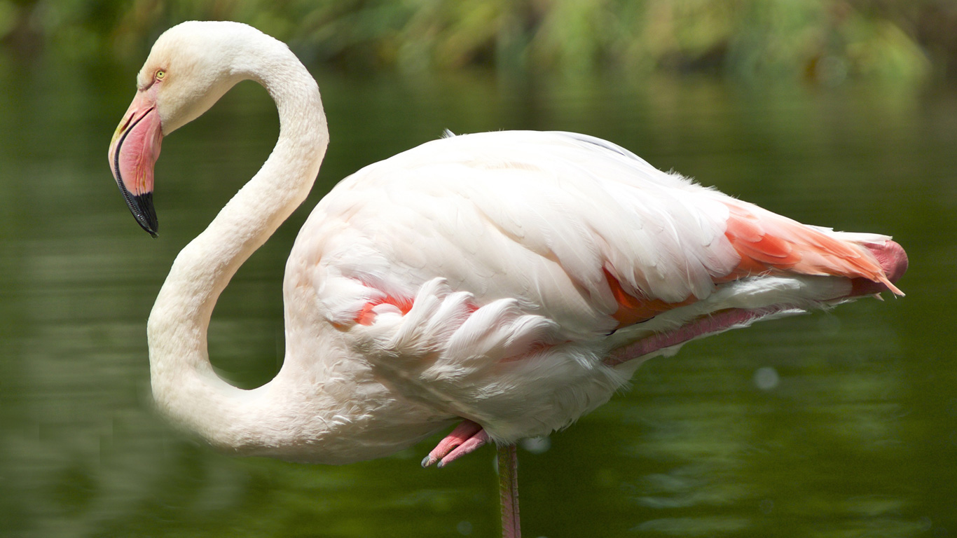 Warum können Flamingos so lange auf einem Bein stehen?