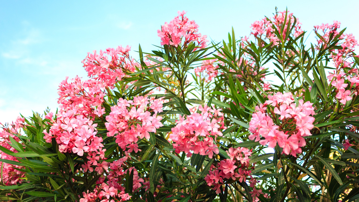Oleander
